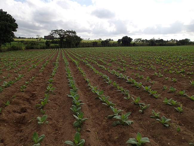 10. Sun Grown Tobacco.JPG