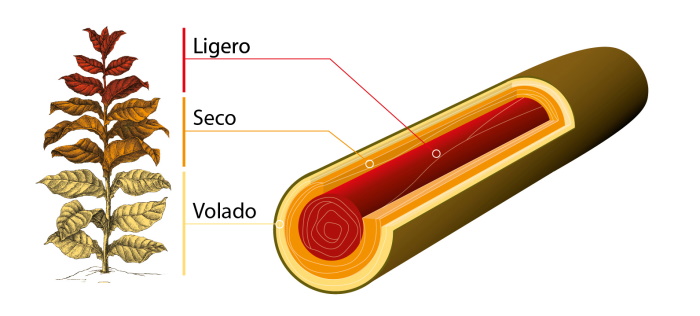 forma-sigar.jpg